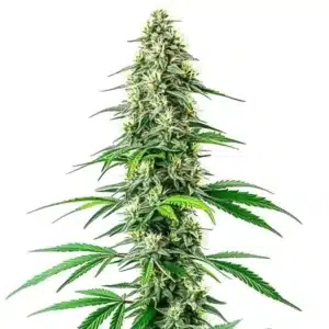 Dense CBD Black Diesel cannabis bud with dark green hues and resinous trichomes.