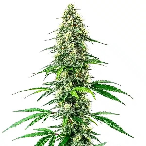 Dense CBD Black Diesel cannabis bud with dark green hues and resinous trichomes.