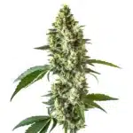 CBD Blueberry 1-1 plant with dense buds and green leaves.