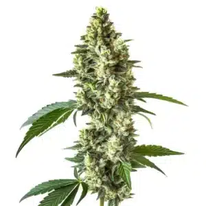 CBD Blueberry 1-1 plant with dense buds and green leaves.