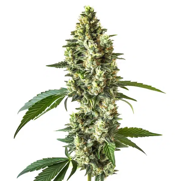 CBD Blueberry 1-1 plant with dense buds and green leaves.