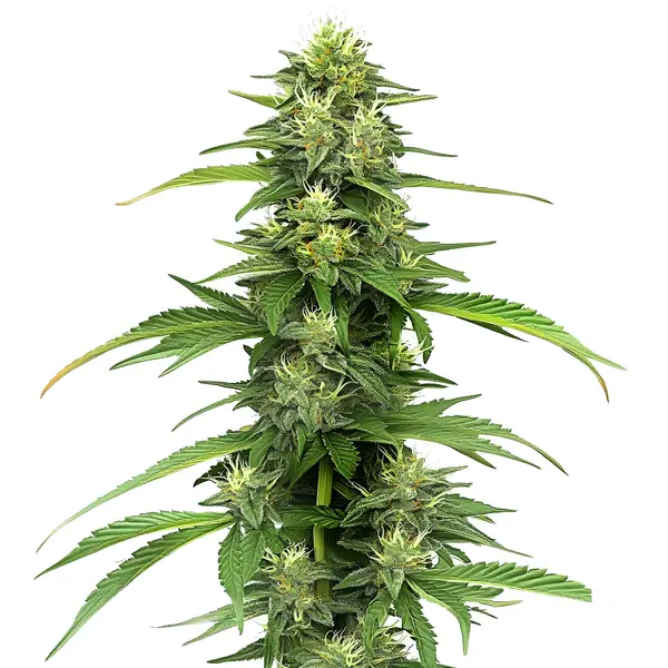 CBD Blueberry 1:16 cannabis strain with purple tones and dense resinous buds