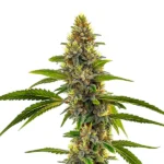 CBD Candyland cannabis strain with vivid green buds and orange pistils