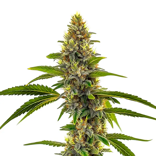 CBD Candyland cannabis strain with vivid green buds and orange pistils