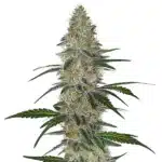 CBD Chemdog #4 plant with frosty buds and green foliage.