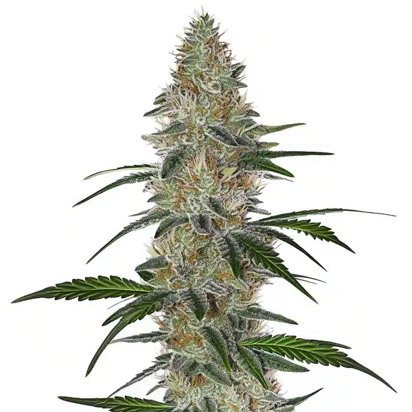 CBD Chemdog #4 plant with frosty buds and green foliage.