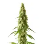 CBD Cookie Kush 1-10 plant with orange pistils and green leaves.