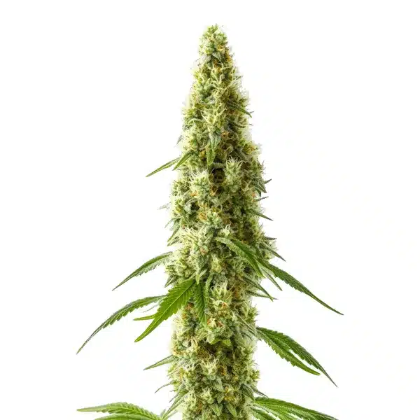 CBD Cookie Kush 1-10 plant with orange pistils and green leaves.