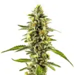 CBD Diesel x Gorilla bud with bright green hues and resinous trichome coverage.