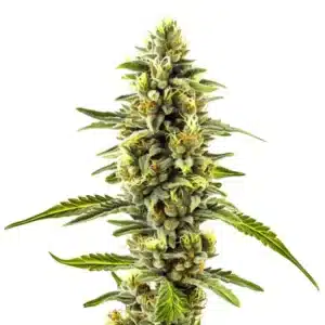 CBD Diesel x Gorilla bud with bright green hues and resinous trichome coverage.