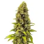 CBD Fire Kush 1-30 plant with orange pistils and resinous buds.