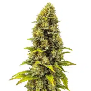 CBD Fire Kush 1-30 plant with orange pistils and resinous buds.
