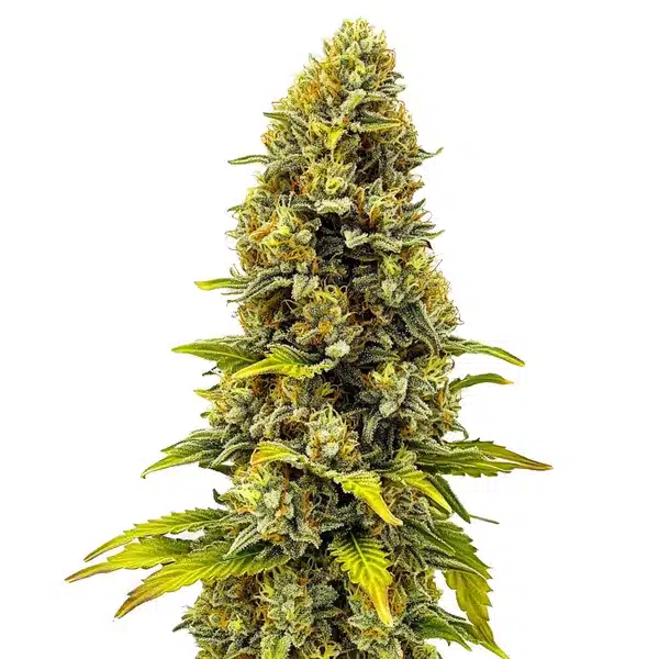 CBD Fire Kush 1-30 plant with orange pistils and resinous buds.