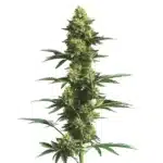 CBD Fruit 1-25 cannabis plant with orange pistils and green leaves.
