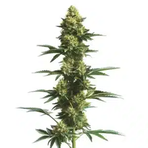 CBD Fruit 1-25 cannabis plant with orange pistils and green leaves.