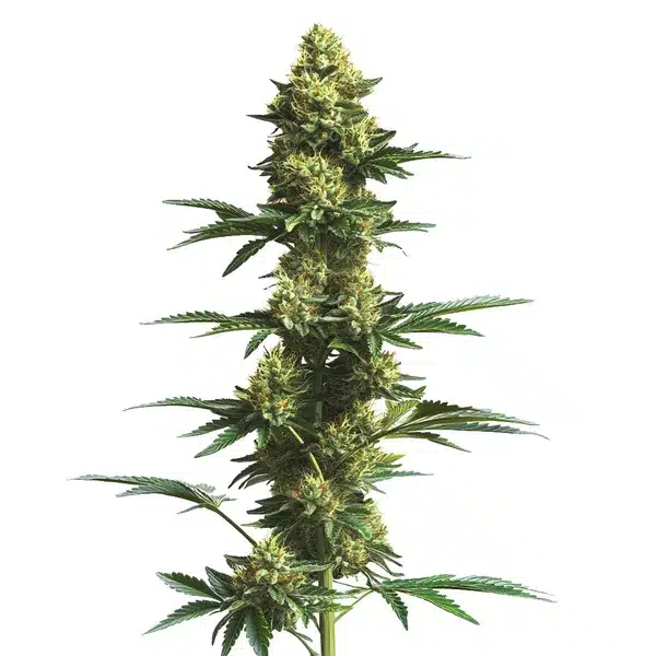 CBD Fruit 1-25 cannabis plant with orange pistils and green leaves.