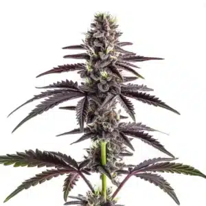 CBD Grape Pie bud with deep purple hues and a thick trichome layer.