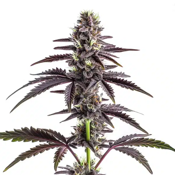 CBD Grape Pie bud with deep purple hues and a thick trichome layer.