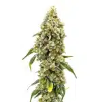 CBD Harlequin flower with golden hairs, minimal THC, and a tall sativa profile