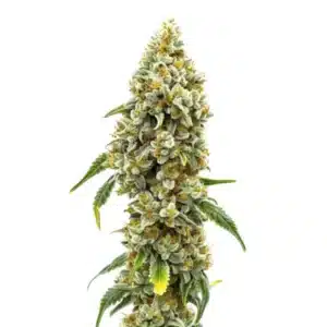 CBD Harlequin flower with golden hairs, minimal THC, and a tall sativa profile