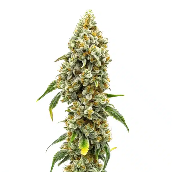 CBD Harlequin flower with golden hairs, minimal THC, and a tall sativa profile