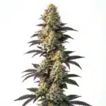 Dense CBD Infinity (1:20) buds with frosty trichomes, purple hues, and orange pistils.