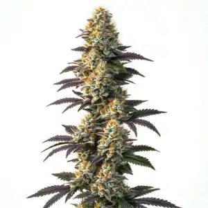 Dense CBD Infinity (1:20) buds with frosty trichomes, purple hues, and orange pistils.