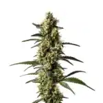 CBD Jack Herer 1-1 plant with frosty buds and green leaves.