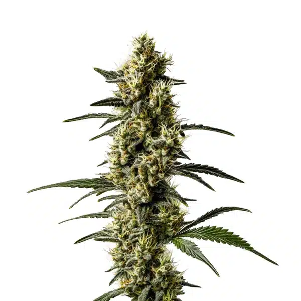CBD Jack Herer 1-1 plant with frosty buds and green leaves.