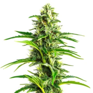 CBD Ratio 1:30 high CBD strain for therapeutic use