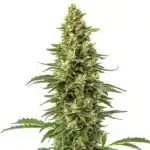 CBD Sour Lemon cannabis bud with lemon-scented trichomes and bright yellow pistils