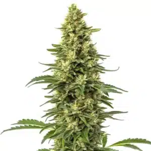 CBD Sour Lemon cannabis bud with lemon-scented trichomes and bright yellow pistils