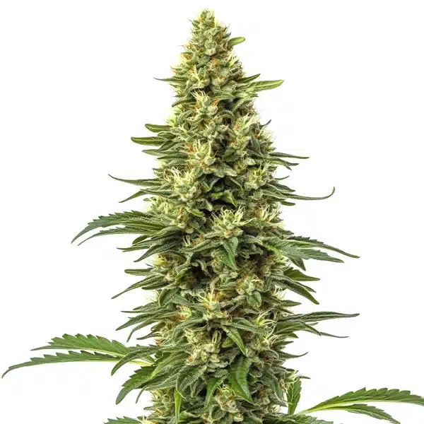 CBD Sour Lemon cannabis bud with lemon-scented trichomes and bright yellow pistils