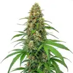 CBD Sour Tangie plant with dense resinous buds, orange pistils, and vibrant green leaves