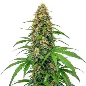 CBD Sour Tangie plant with dense resinous buds, orange pistils, and vibrant green leaves