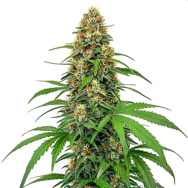 CBD Sour Tangie plant with dense resinous buds, orange pistils, and vibrant green leaves