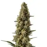 CBD Strawberry cannabis flower with light green buds, orange hairs, and fruity resin coat