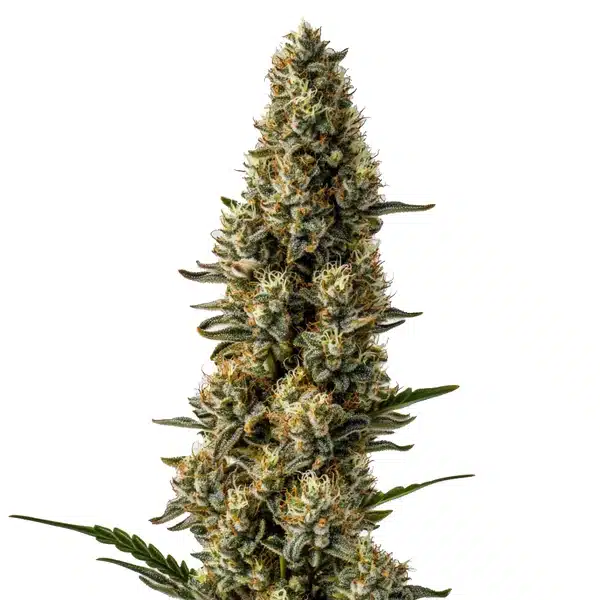 CBD Strawberry cannabis flower with light green buds, orange hairs, and fruity resin coat
