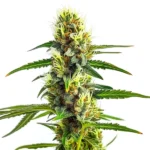 CBD Strawberry 1-30 strain with high CBD content and mild strawberry flavor