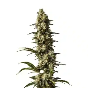 CBD Strawberry Cake plant with colorful pistils and resin-rich buds.