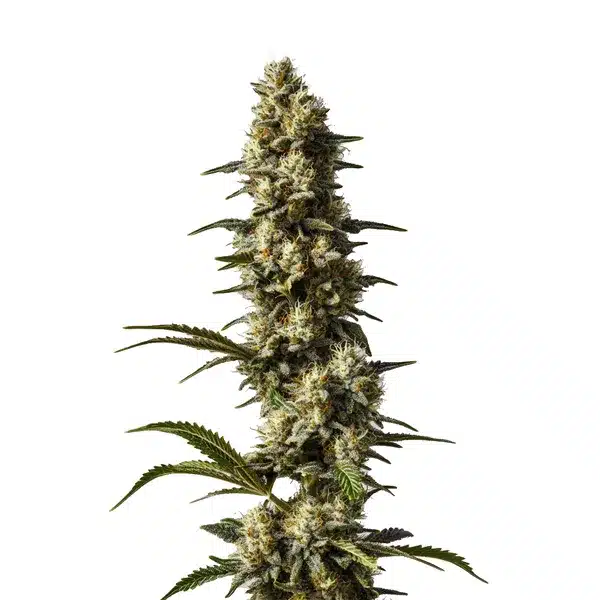 CBD Strawberry Cake plant with colorful pistils and resin-rich buds.