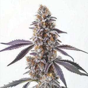 CBD Sugar 1-25 strain with frosty, dense buds and therapeutic high CBD content.