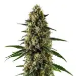 CBD Super Kush bud with dense trichomes and dark green leaves.