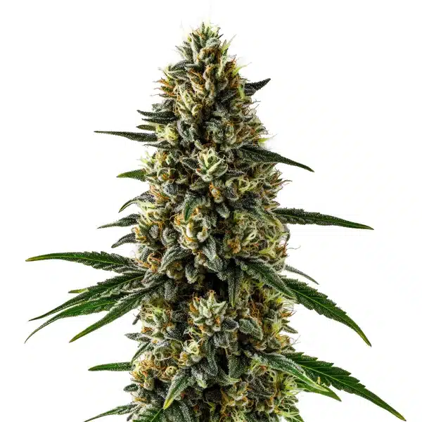 CBD Super Kush bud with dense trichomes and dark green leaves.