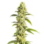 CBD Super Silver plant covered in sparkling trichomes and long sativa leaves
