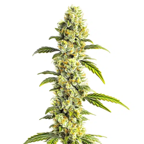 CBD Super Silver plant covered in sparkling trichomes and long sativa leaves