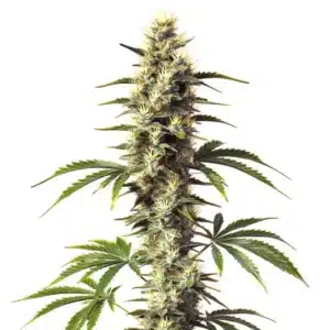 CBD Supreme Durban cannabis plant with narrow leaves, elongated buds, and citrus aroma