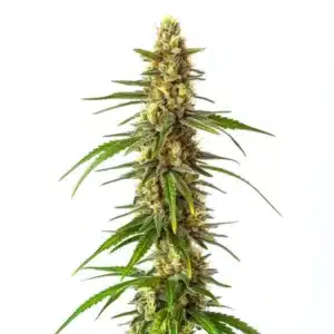 CBD Therapy cannabis bud with bright green tones and a trichome-rich coating.