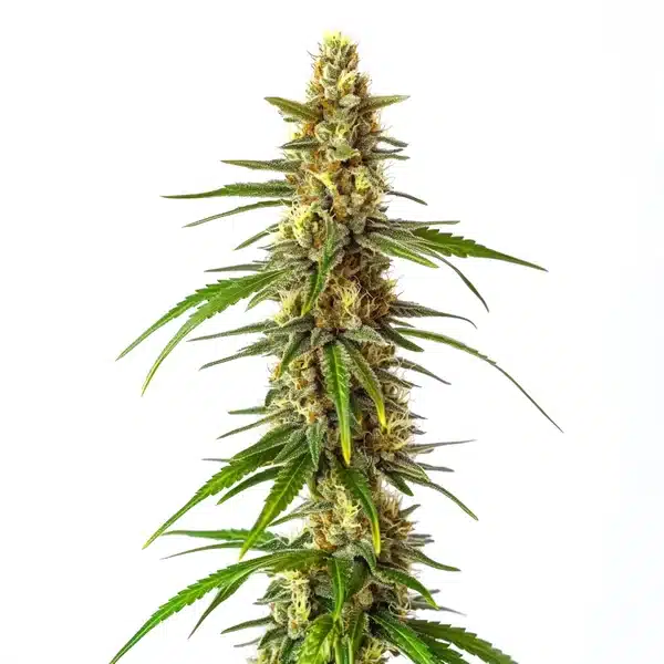 CBD Therapy cannabis bud with bright green tones and a trichome-rich coating.