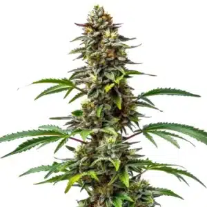 Dense CBD Tutti Frutti cannabis bud with colorful trichomes and vibrant green leaves.